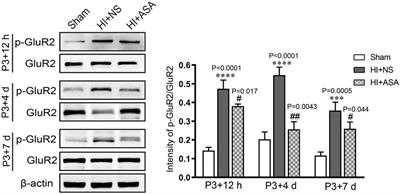 Alpha-Asaronol Alleviates Dysmyelination by Enhancing Glutamate Transport Through the Activation of PPARγ-GLT-1 Signaling in Hypoxia-Ischemia Neonatal Rats